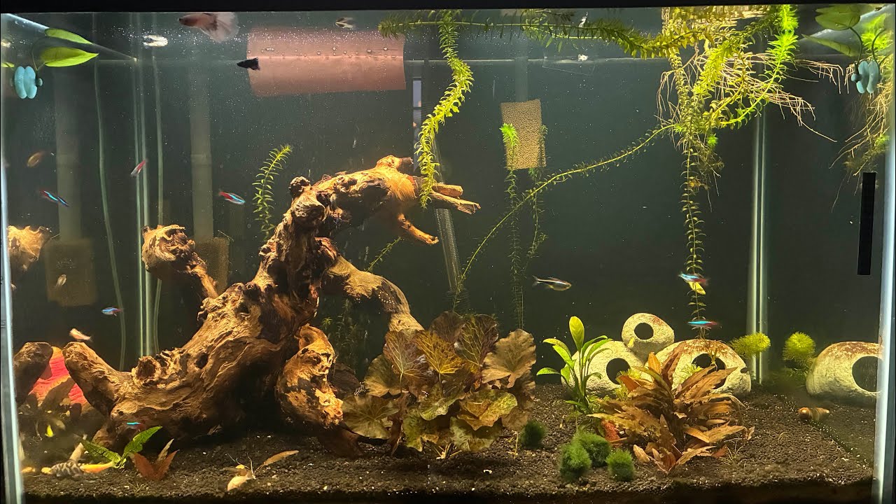 After a good cleaning and water change