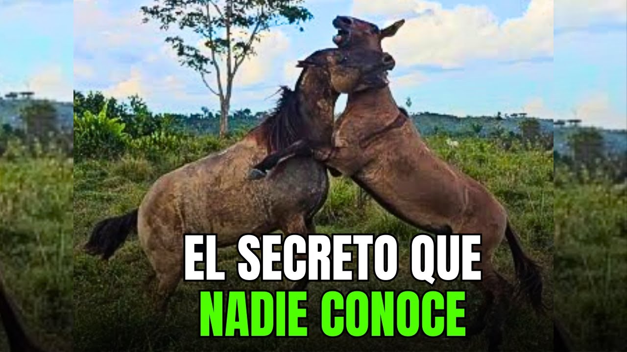 7 mitos sobre las mulas que te hicieron creer toda la vida