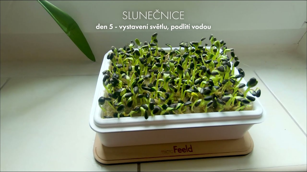 Slunečnice microgreens, pěstov&aacute;n&iacute; doma v microFeeldu