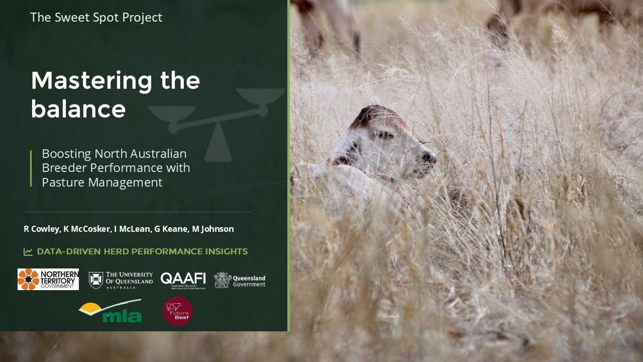 Boosting north Australian breeder performance with pasture management: Mastering the balance.