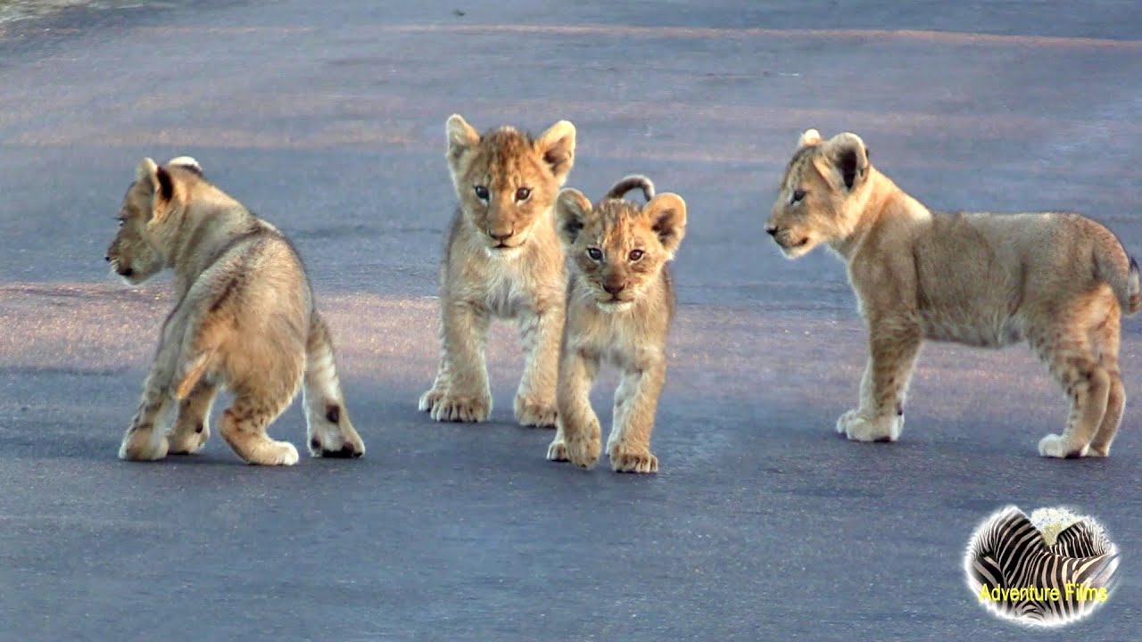 Cute Baby Lion Cubs Playing In The Road