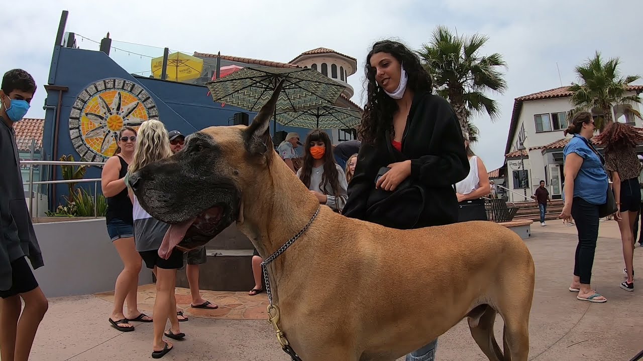 Cash 2.0 Great Dane meeting new people in Ventura Harbor 11