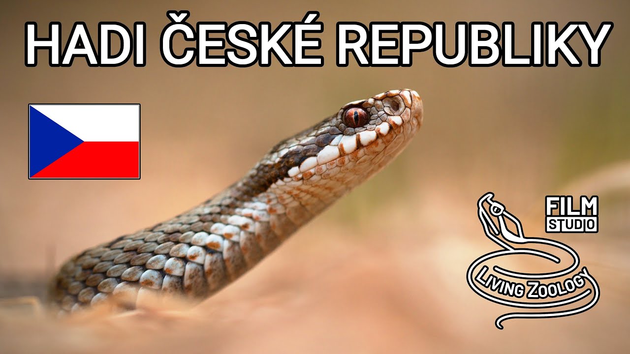 Hadi České republiky - dokumentární film, Living Zoology, zmije a užovky, 5 druhů hadů, plazi Evropy