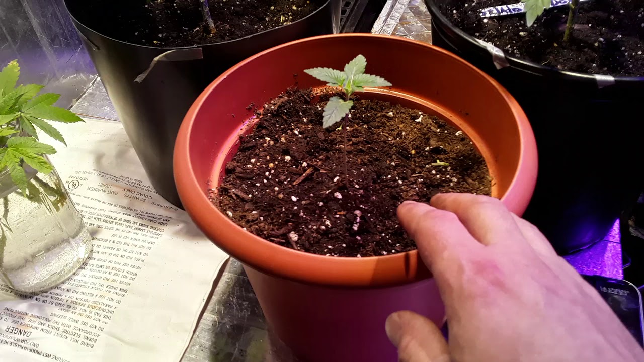 Cannabis grow update 45 to 47 days in VEG