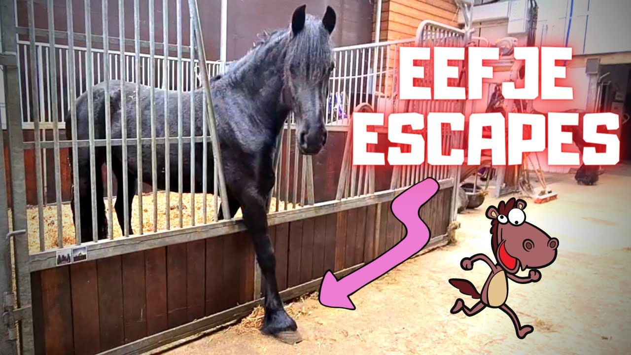 Eefje escapes!!! | Playing horses, and we only work hard! | Friesian Horses