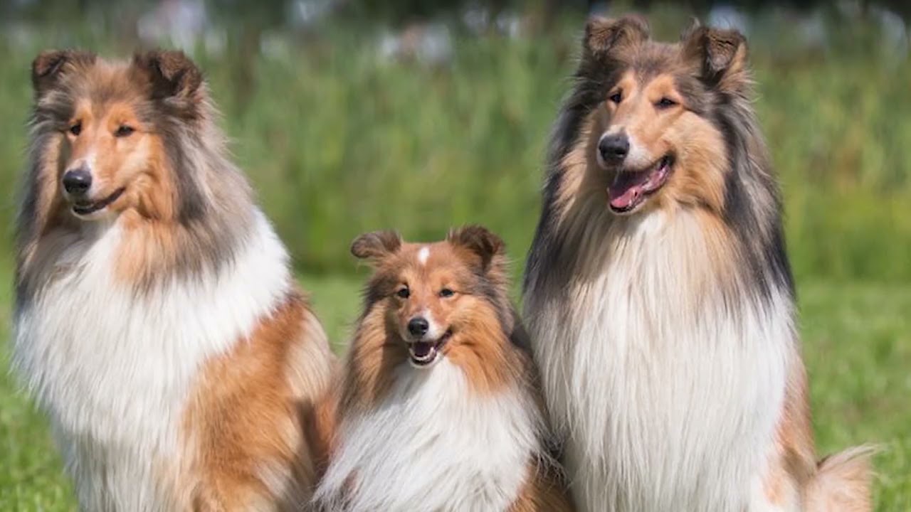 These Dogs Will Never Leave Your Side