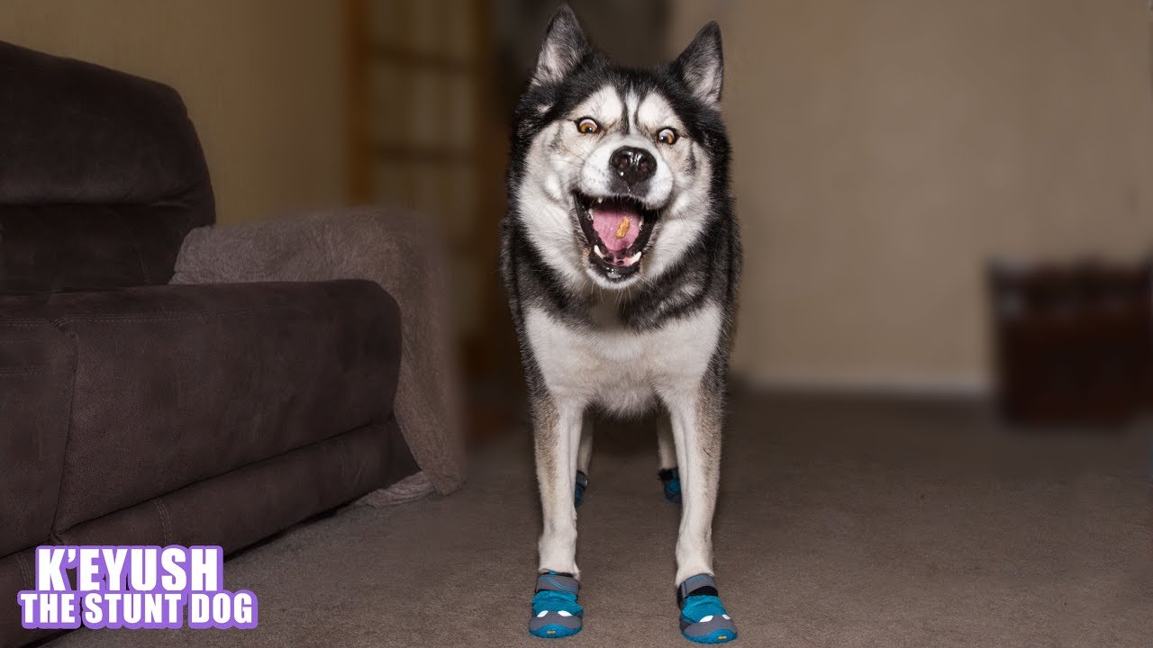 Funny Husky Tries On shoes!