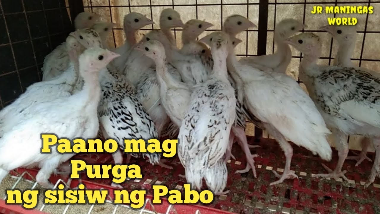 🦃PAANO MAG PURGA NG SISIW NG PABO. 🦃 ILANG BUWAN DAPAT PURGAHIN ANG SISIW NG PABO.