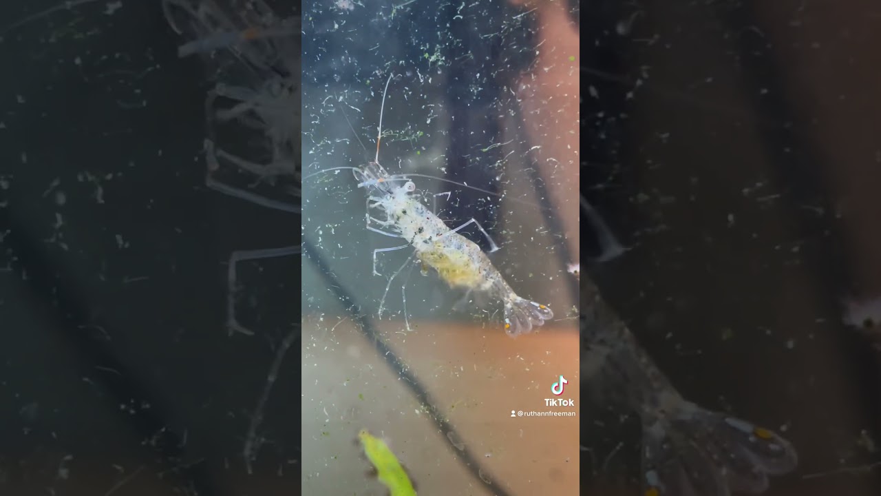 Добавляю креветок-призраков в аквариум с рыбами-собаками