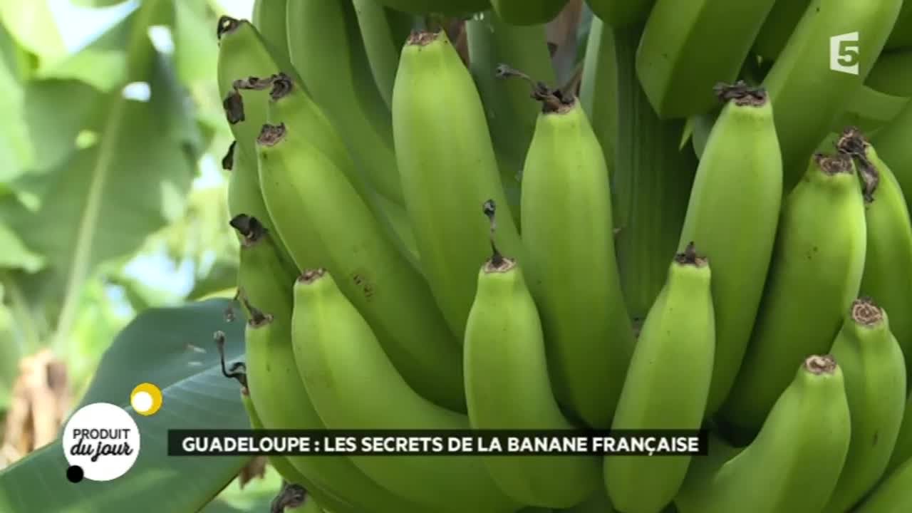 Guadeloupe : les secrets de la banane française