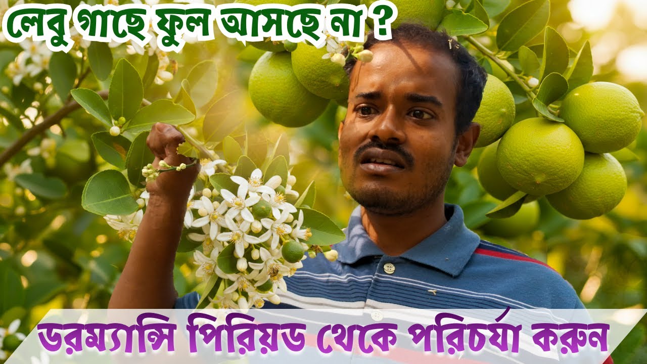 লেবু গাছের পরিচর্যা | Dormancy Period | কীটনাশক ও ছত্রাকনাশক প্রয়োগ | সার প্রয়োগ | Water Stress