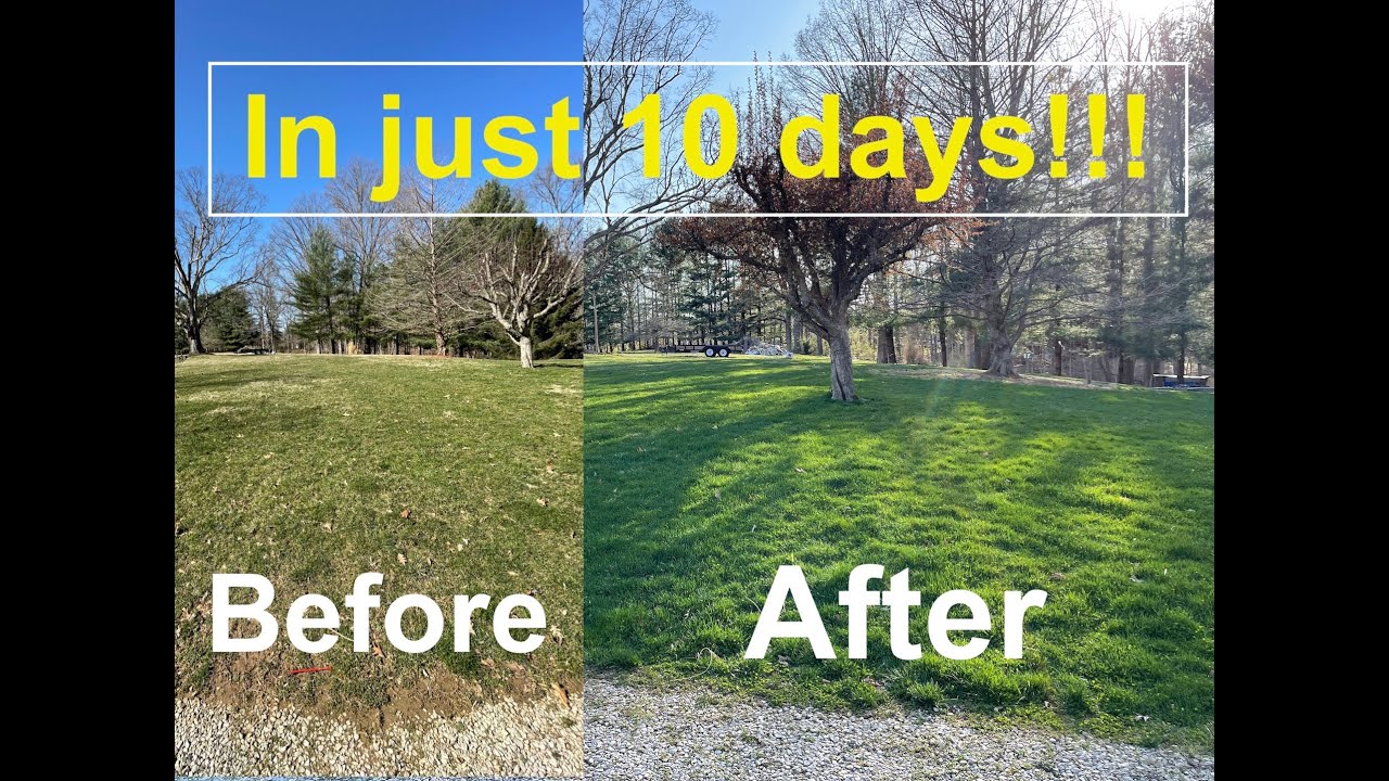 GREEN and WEED FREE Lawn After 1 Step