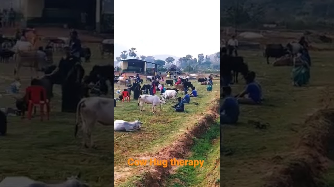 Cow Hug therapy nadipathy