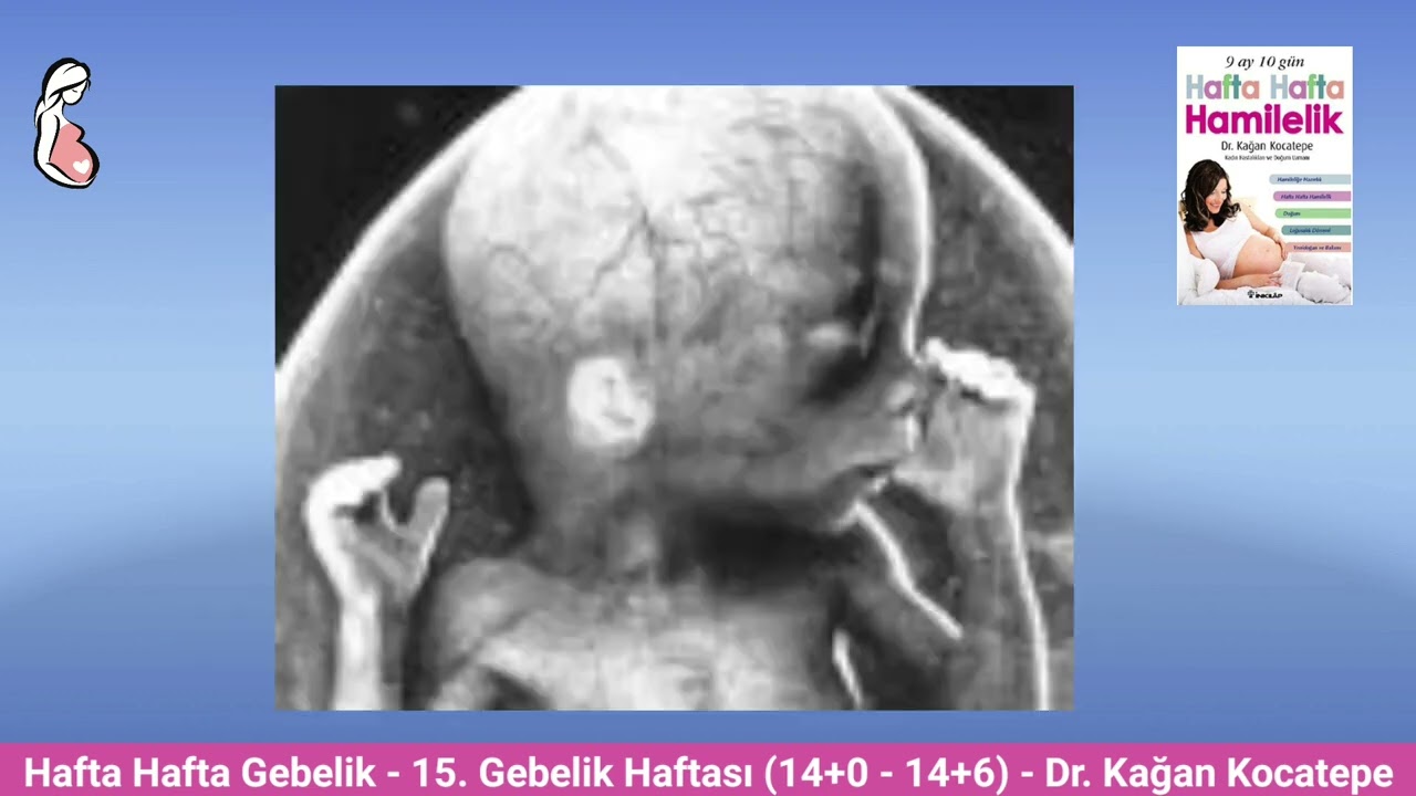 Gebelikte 15. hafta (14+0 -14+6) belirtileri. Anne adayı ve bebekte değişiklikler, bebek boyu kilosu
