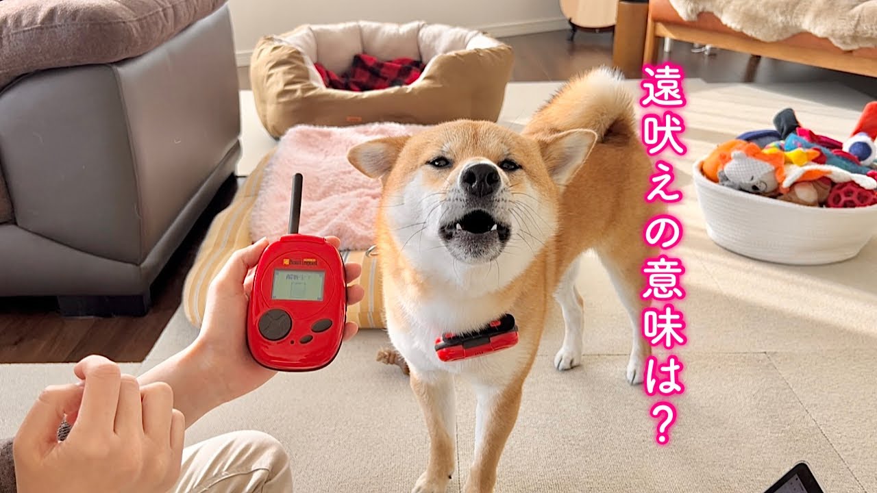 謎の遠吠えを翻訳機で解読してみたら可愛い本能が判明しました