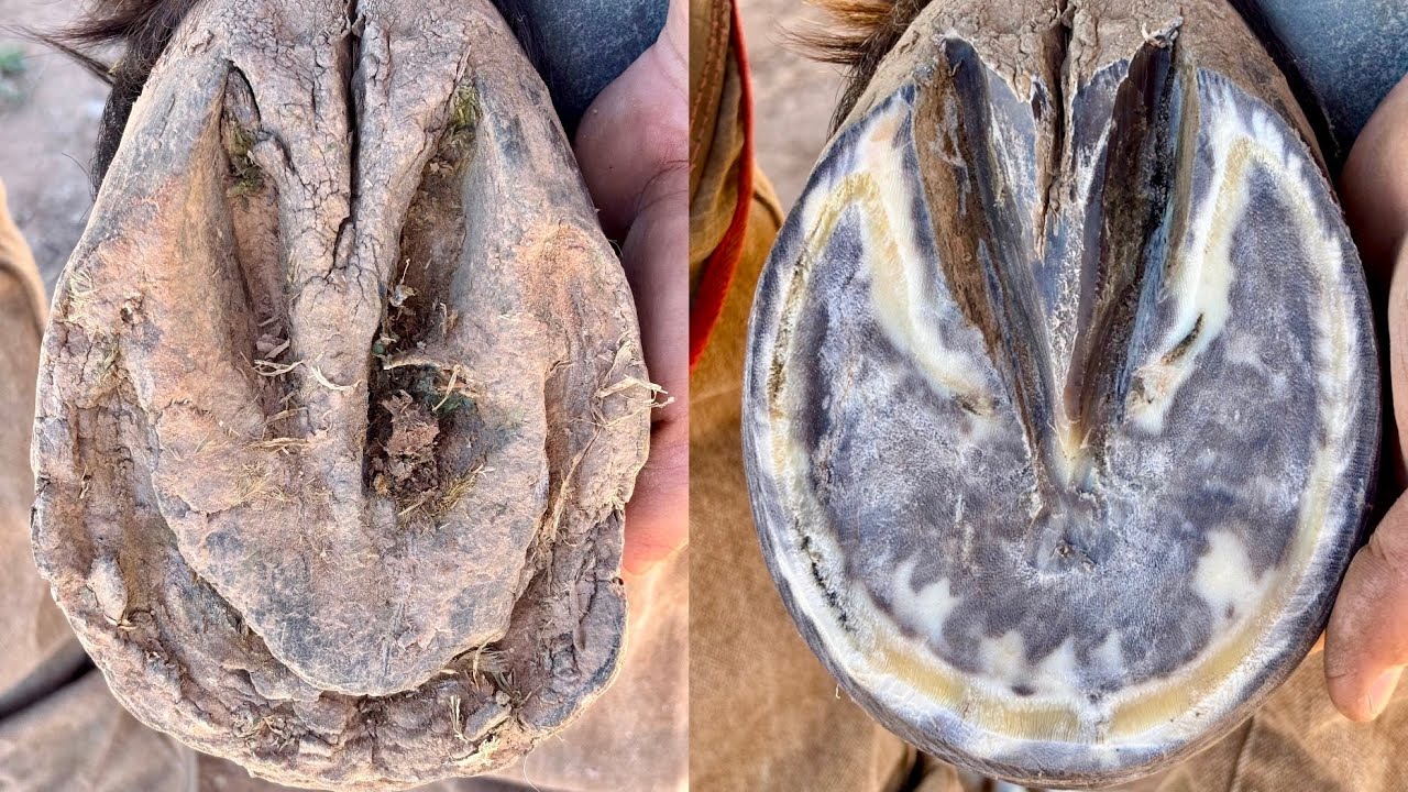 Relieving old horse that has Long Hooves! | Satisfying ASMR 