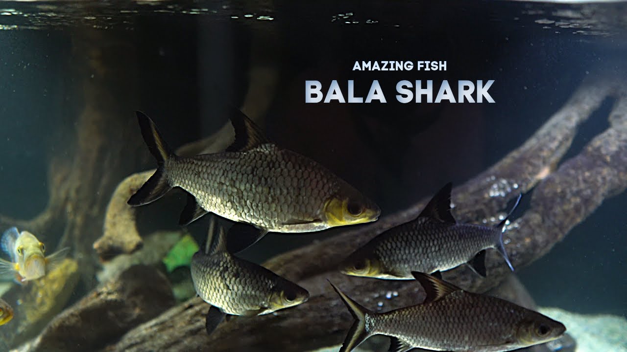 5 Bala Sharks за 1 год...Чему я научился!!!