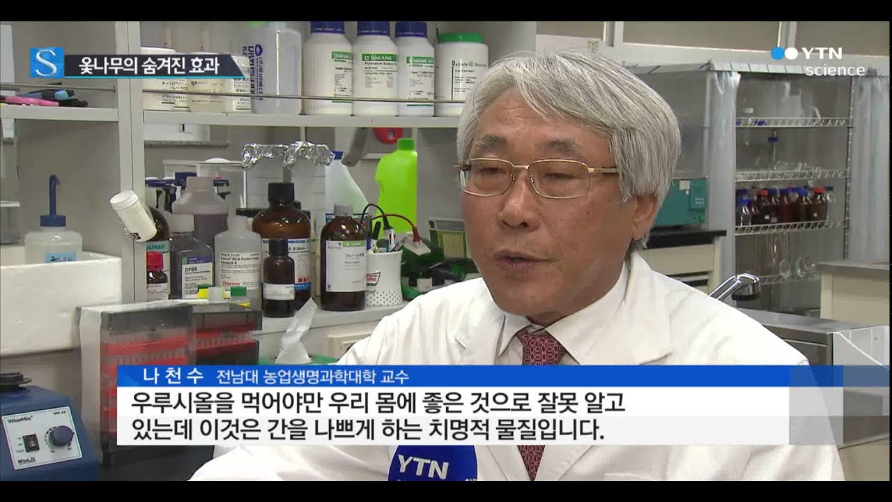 옻나무 독성 없앴더니 이런 효능이? / YTN 사이언스