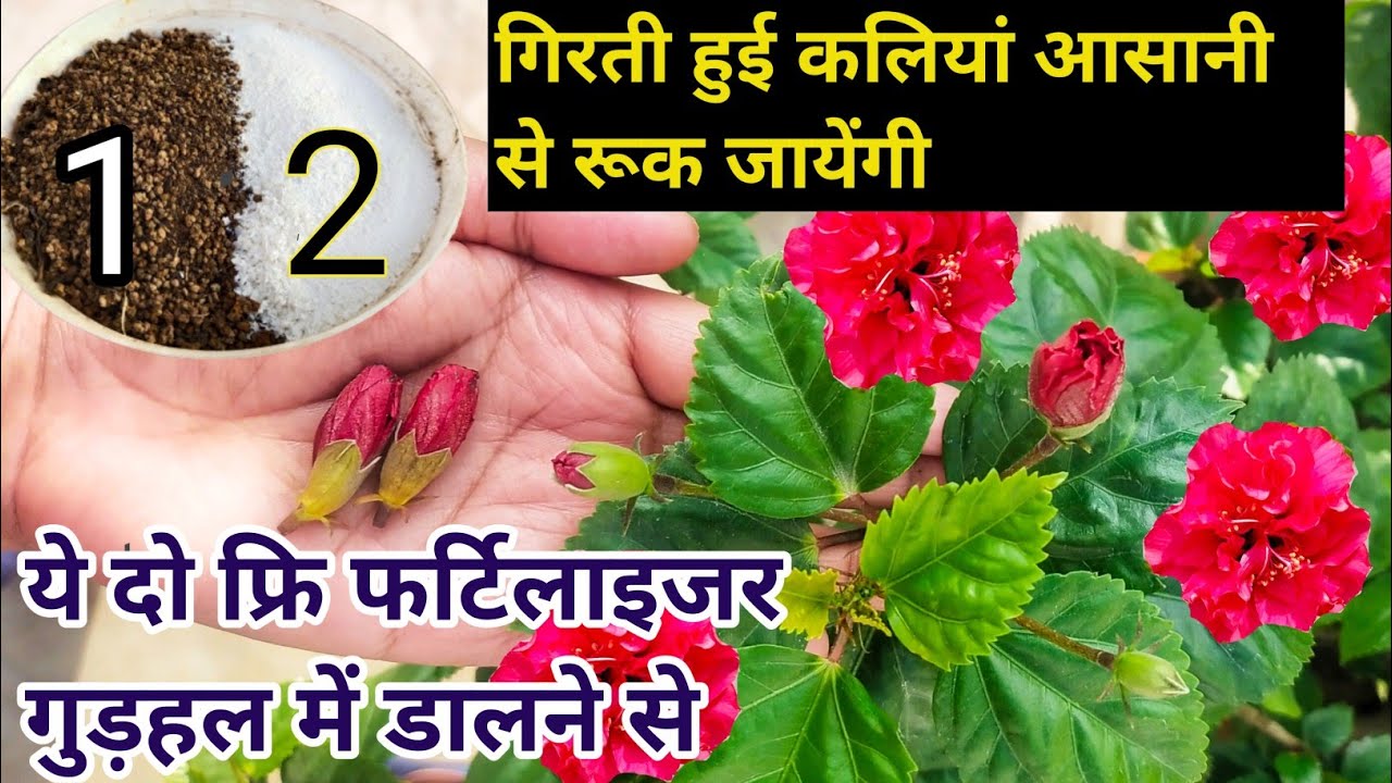 गुड़हल की गिरती हुई कलियों को आसानी से बचाये.Best Fertilizer For Hibiscus Plant. Hibiscus buds drops