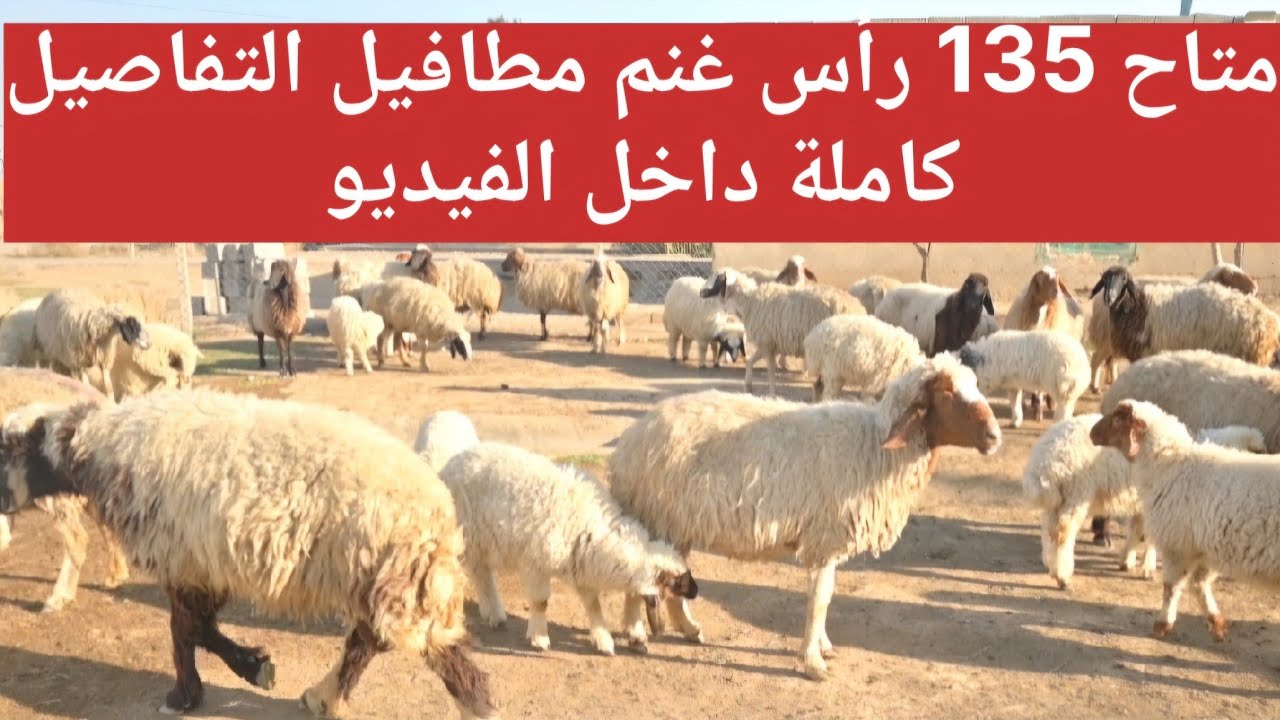 🚨 فرصة اليوم! غنم عراقية مطافيل نظيفة وجاهزة – التفاصيل داخل الفيديو 🐑