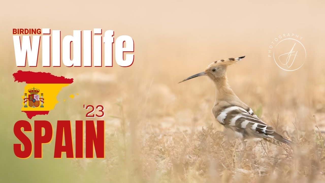 WILDLIFE PHOTOGRAPHY - SPAIN BIRDING - SONY A1 (4K)