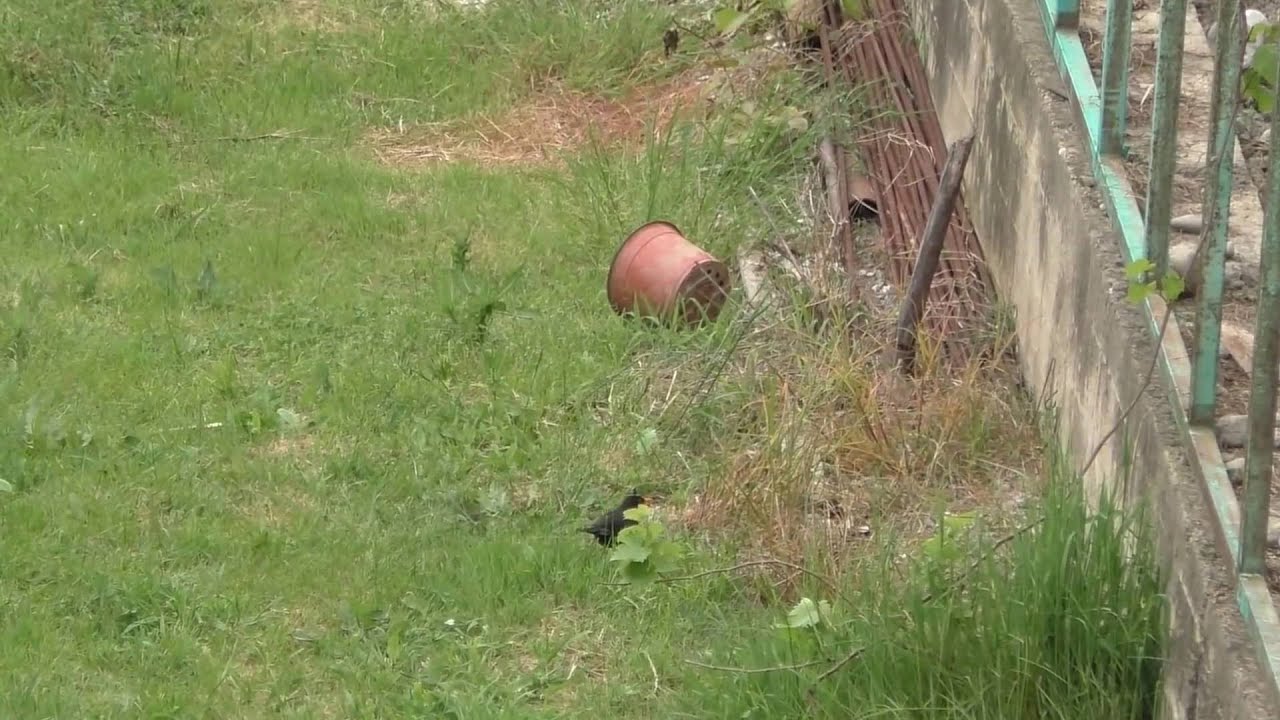 как действует защита ягод от птиц  wie wirkt der Schutz der Beeren von den V&ouml;geln