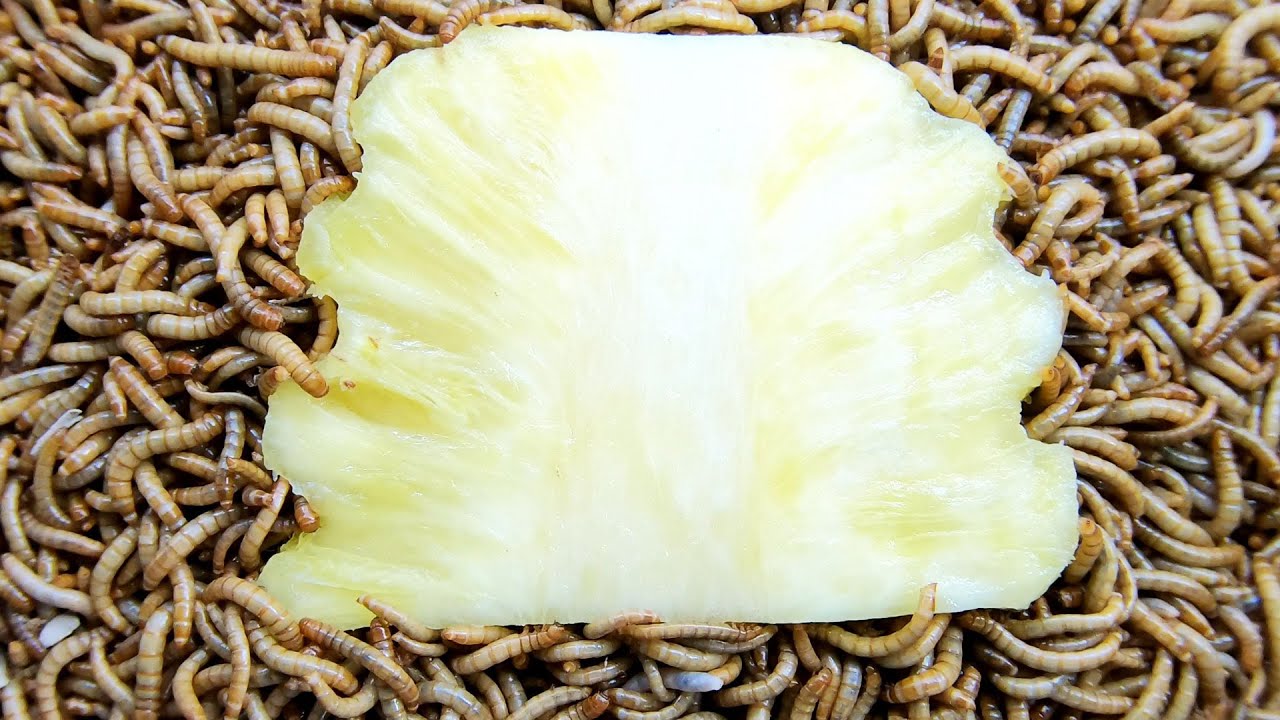 5000 Superworms VS Pineapple. Timelapse - Mealworms eating