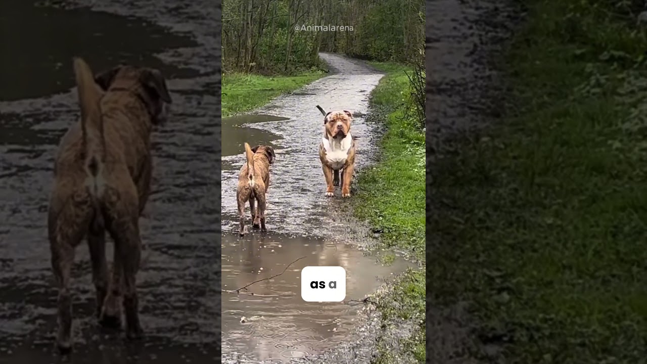 Молчаливое уважение! Бродячая собака против американского бульдога 🐕⚠️