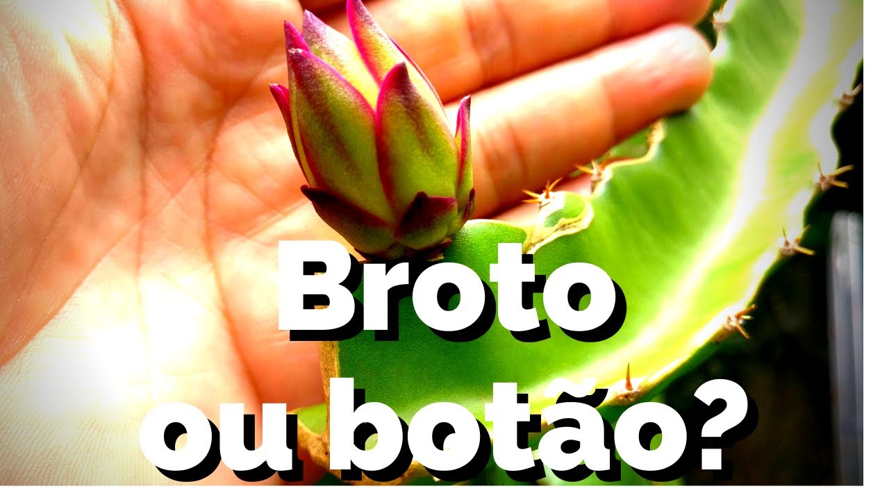 Como saber se é botão floral ou ramo da pitaya SIMPLES E RÁPIDO