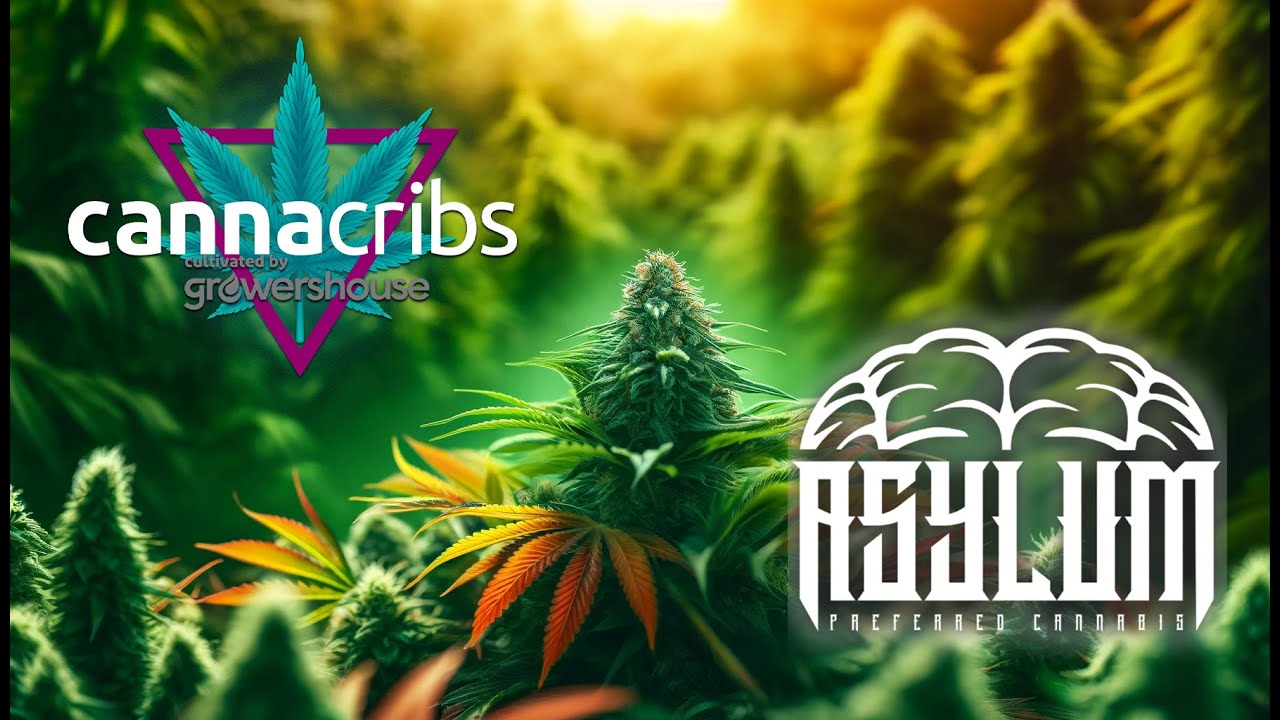 Za kulisami Asylum Cannabis: Innowacyjne techniki uprawy z Growers House
