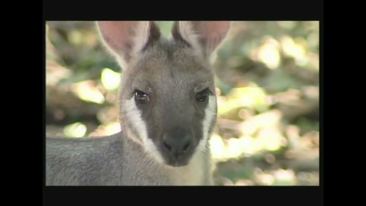 Notamacropus (Macropus) parryi - Кенгуру Паррі &ndash; Whiptail wallaby