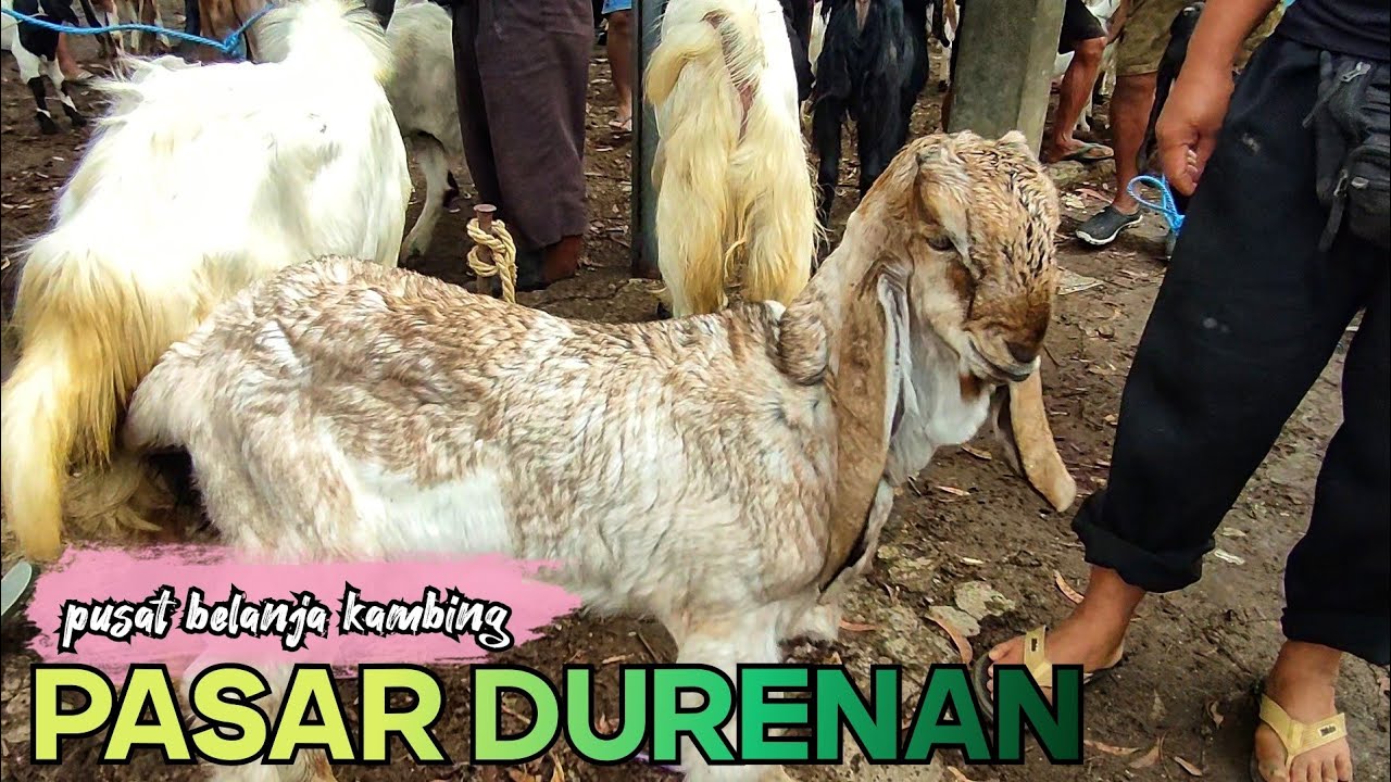 SURGA BELANJA PEDAGANG LUAR KOTA ??? PASAR DURENAN TRENGGALEK.