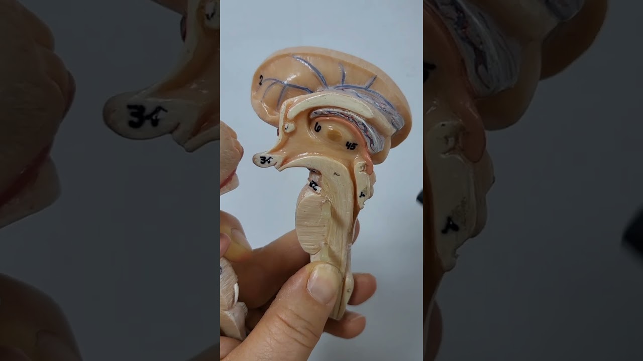 Talamus anatomisi
