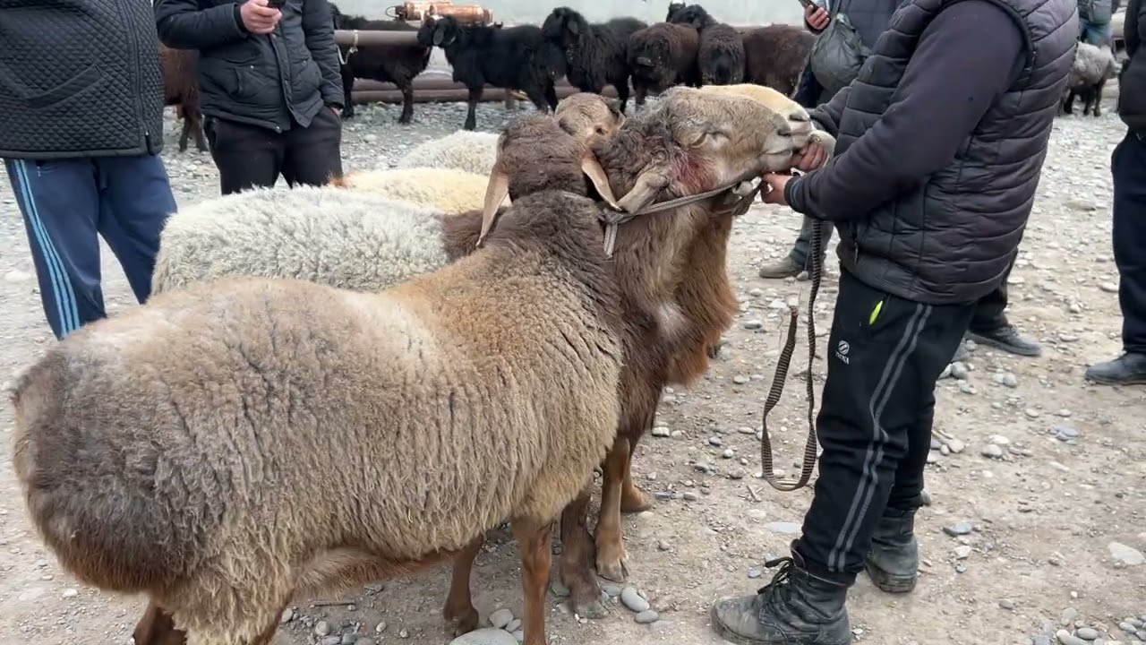 Uchko’prik, Qo’qonboy qo’y bozori | Qo’y narxlari pastladimi?