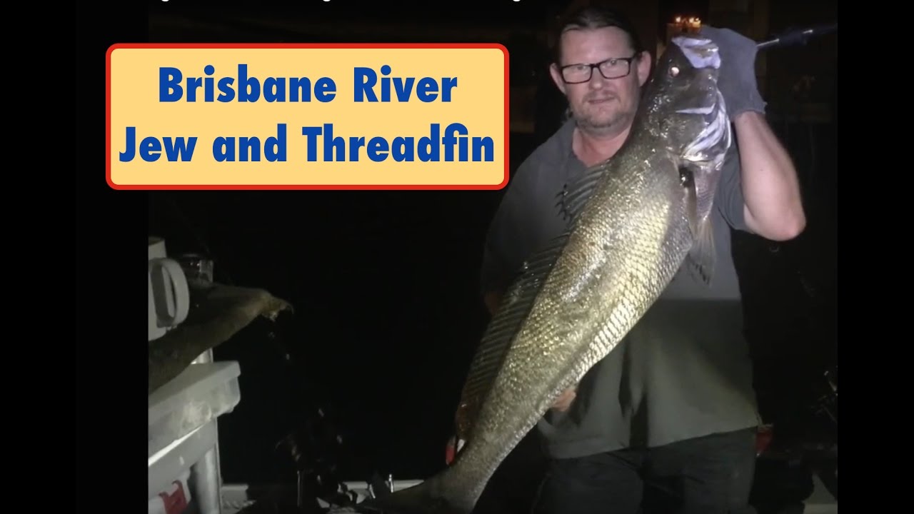 Brisbane River Jew and Threadfin Salmon fishing.