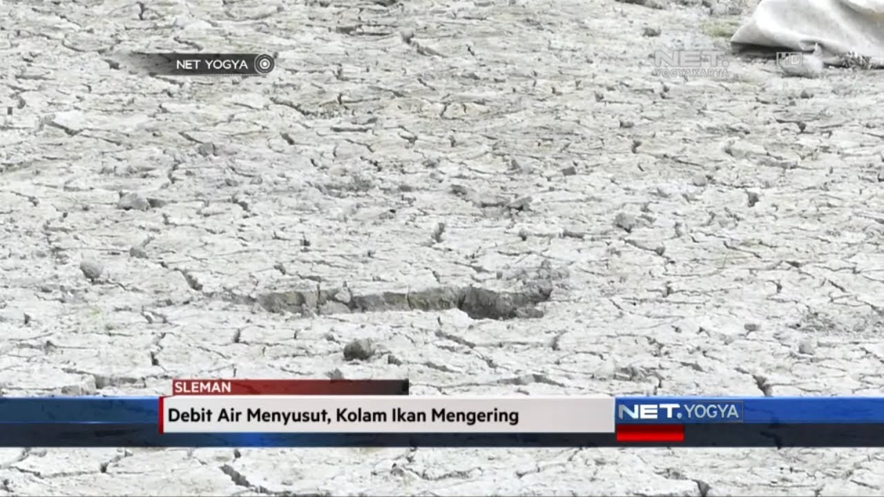 NET YOGYA - Debit Air Menyusut, Kolam Ikan Mengering
