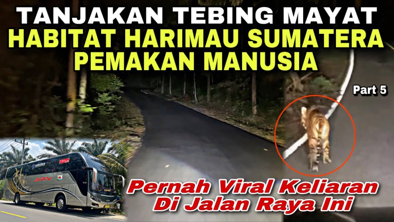 Tanjakan Tebing Mayat & Harimau Sumatera Pemakan Manusia 😱| trip SAN BD 7223 AU “ Putra Mahkota “