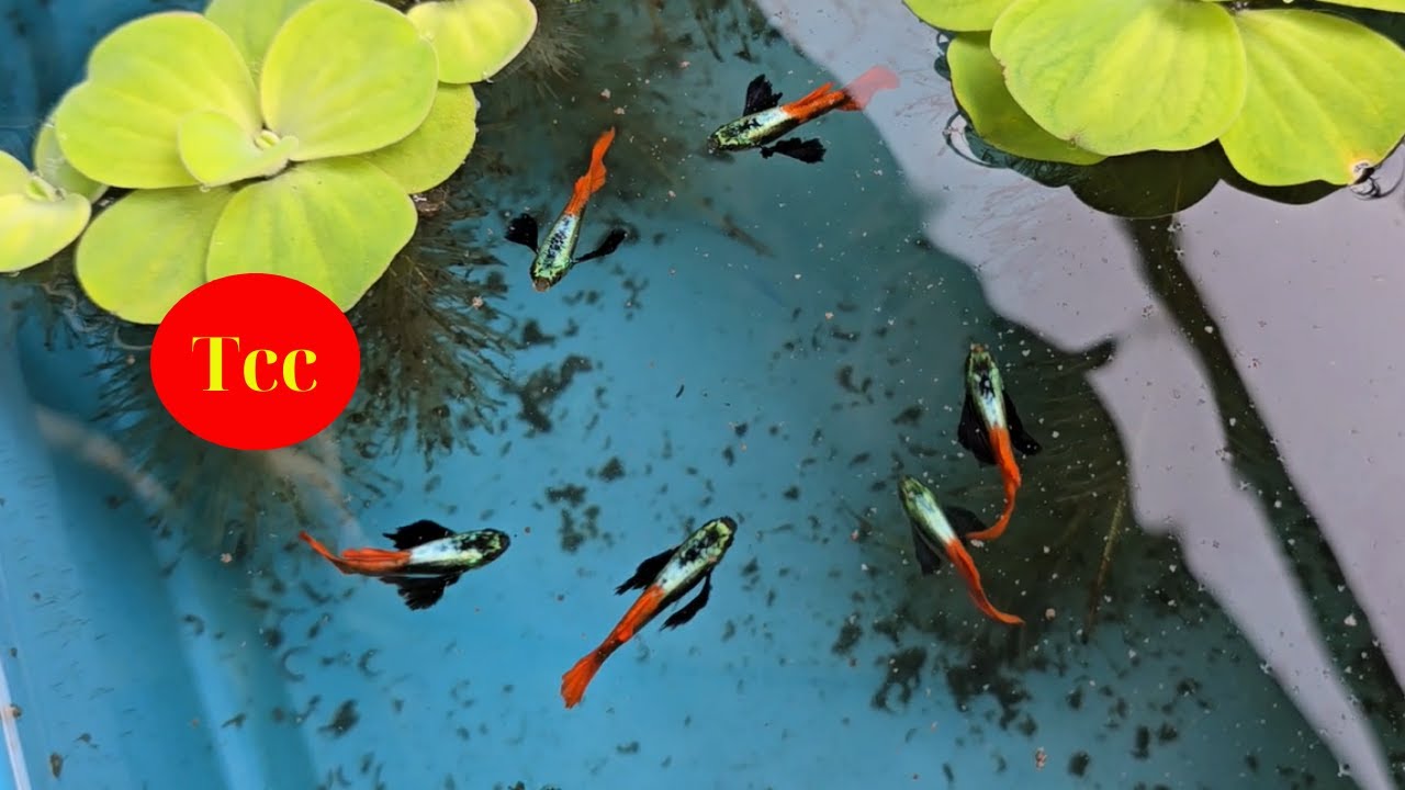 Cho Cá 7 Màu Ăn Cám Buổi Sáng