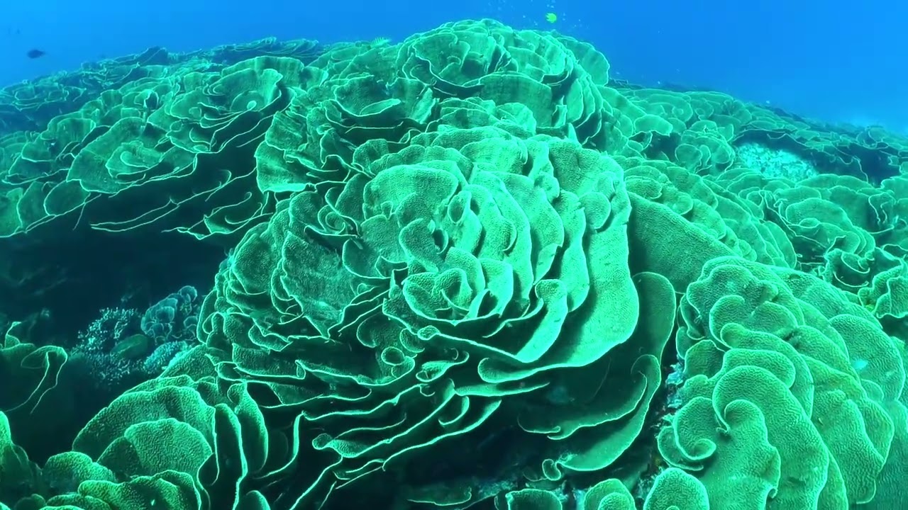 Scuba diving Fiji July 2025