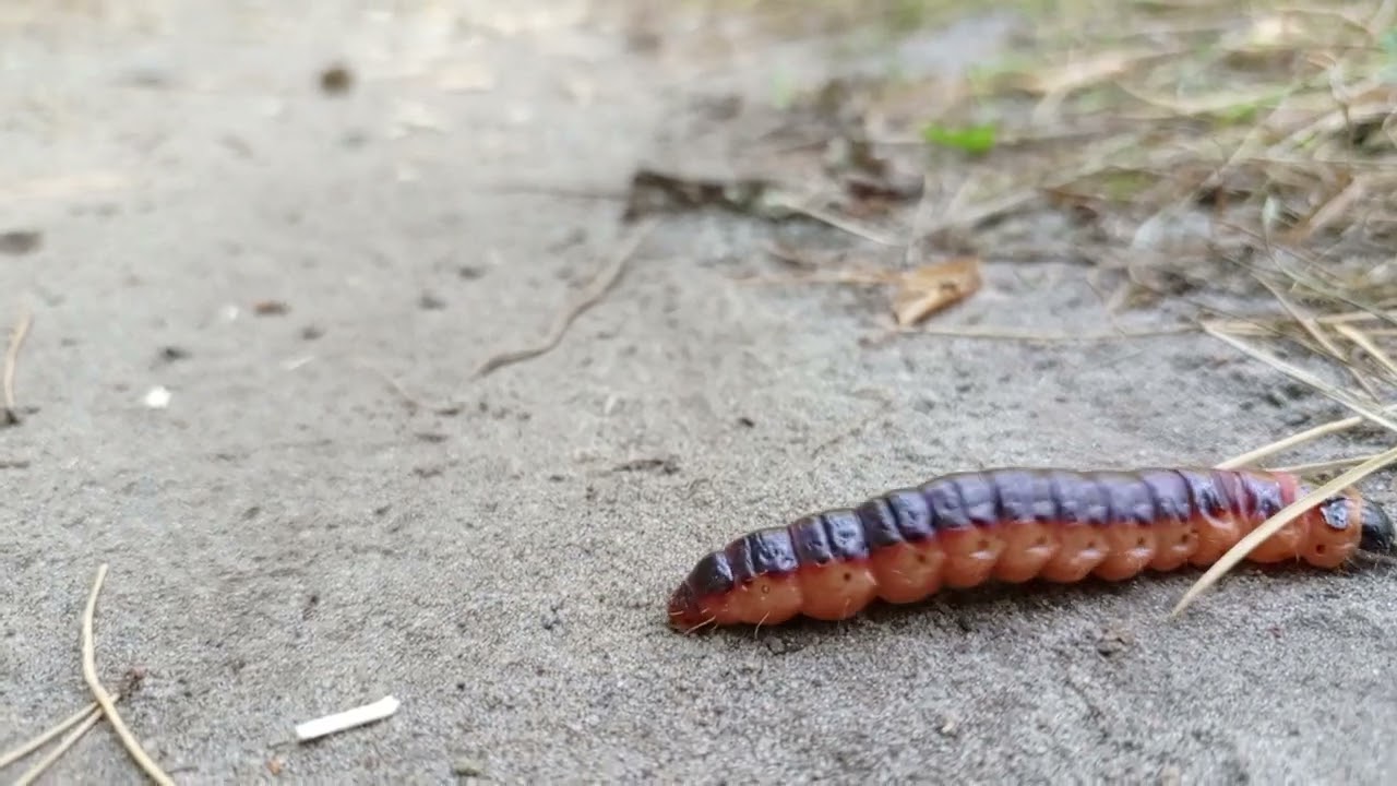 Goat Moth  (Cossus cossus) #nature #larva #caterpillar #forest #insects