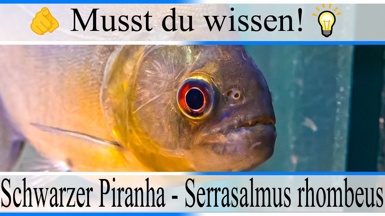 Haltungsbedingungen & Infos Schwarzer Piranha - Redeye Piranha - Serrasalmus rhombeus| 