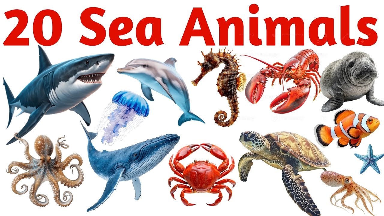 20 समुद्री जानवरों के नाम सीखें | 20 Sea Animals Names in English for Kids Vocabulary Learning