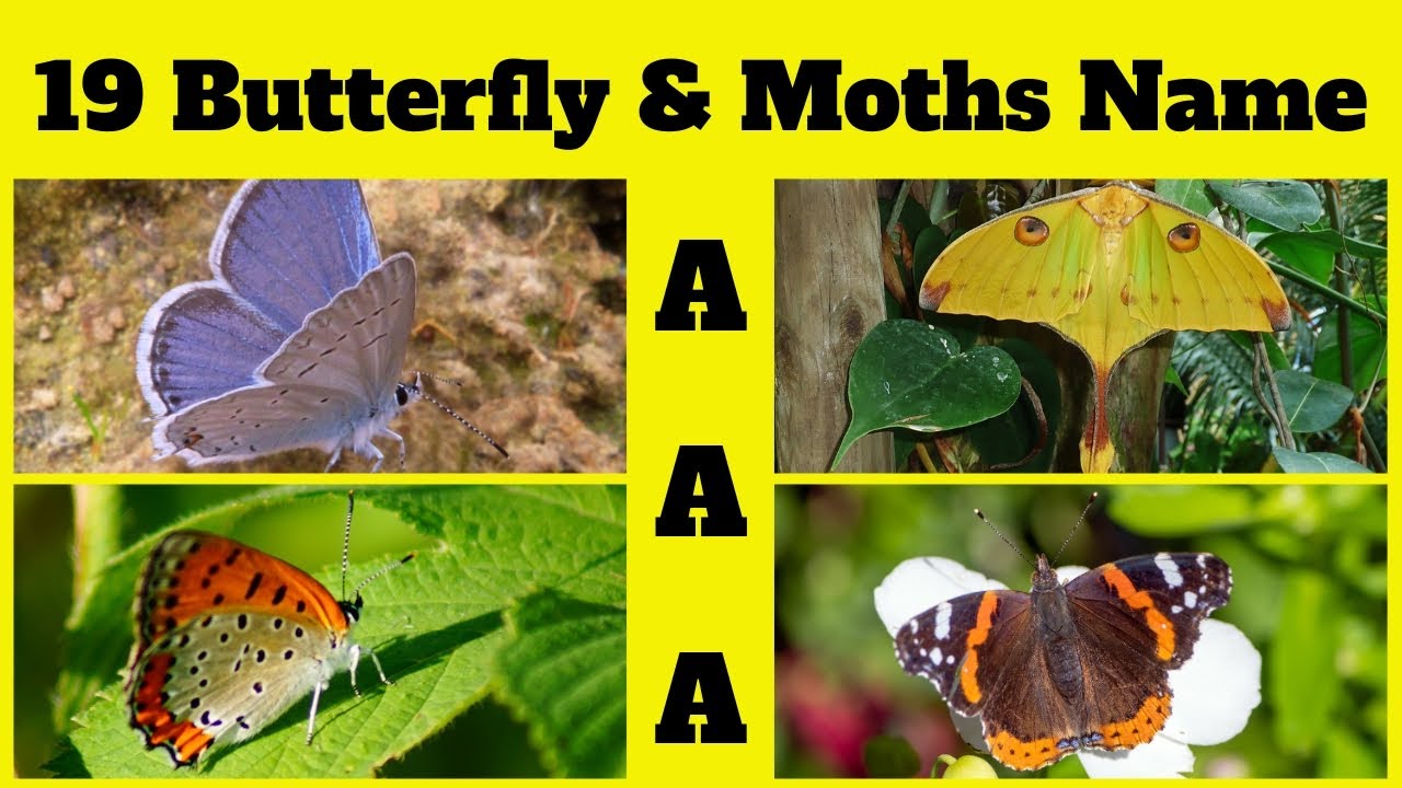 ABCs of Butterflies & Moths | Butterfly & Moths Name Start with &ldquo;A&rdquo; | Kids English Vocabulary Part-1
