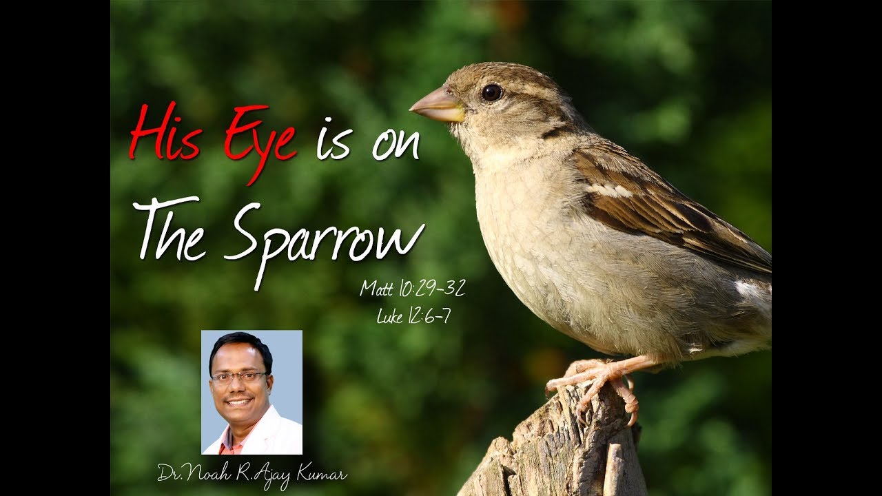 His Eyes is on the Sparrow - పిచ్చుకను సైతం లక్షపెట్టు దేవుడు - Dr.Noah