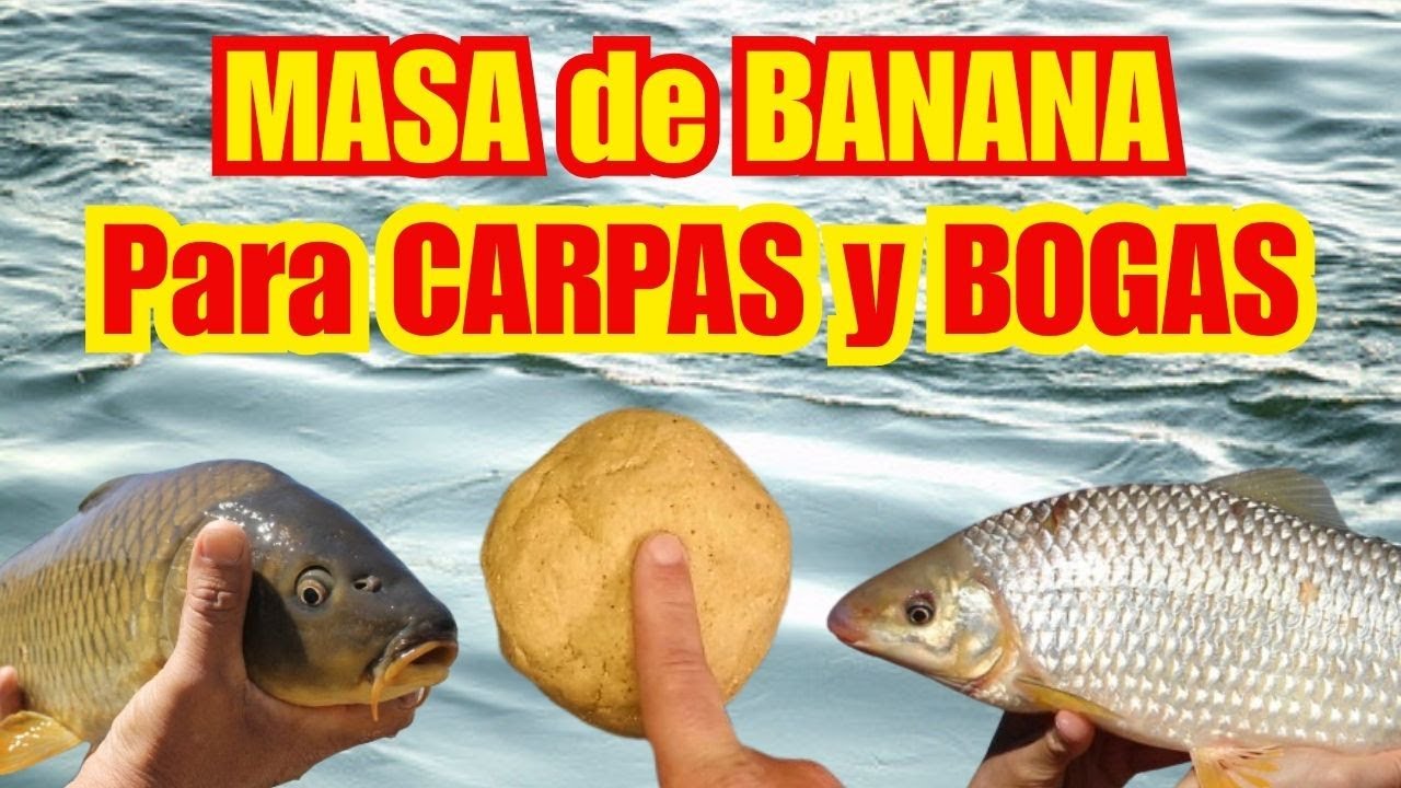 🎣 MASA DE BANANA para BOGAS y CARPAS 🍌 Receta casera s&uacute;per efectiva