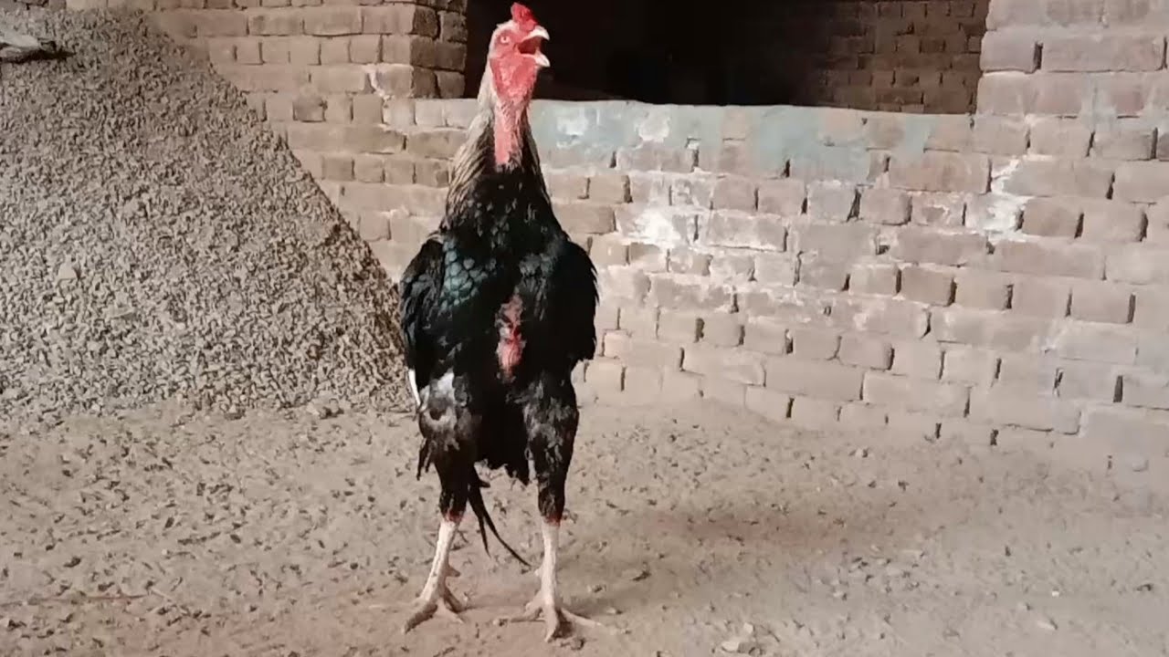 beautiful  aseel java murga full hight in Punjab