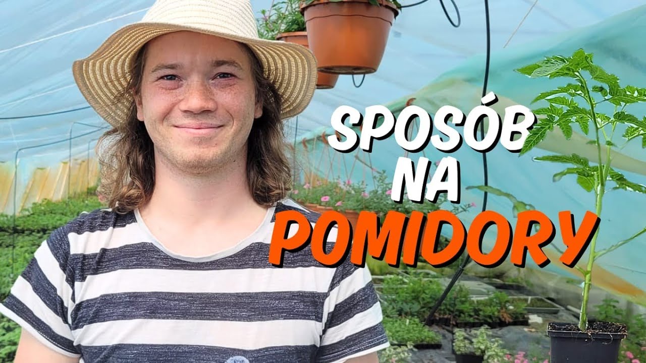 Jak mieć wysokie pomidory w niewysokiej szklarni? Prosty trik!