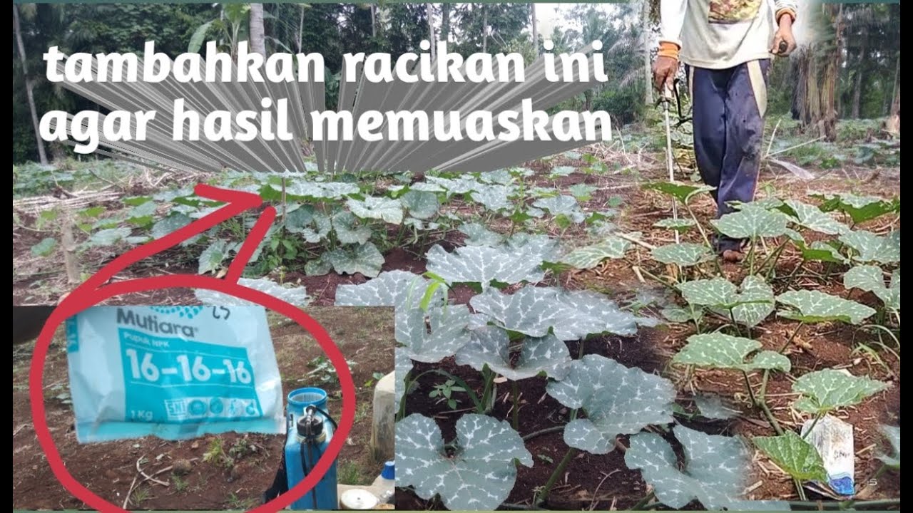 lakukan cara ini agar labu berbuah lebat