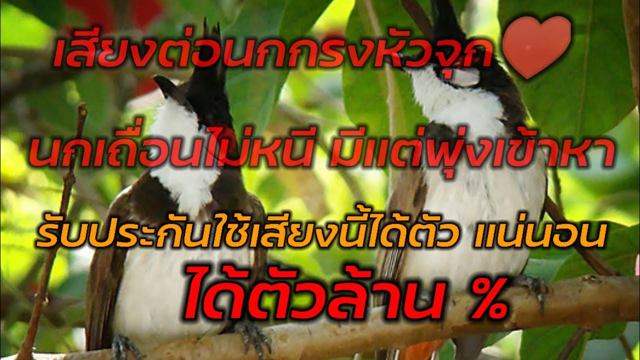 เสียงต่อนกกรงหัวจุก ใช้เสียงนี้ได้ตัวเเน่นอน ผมลองมาเเล้วถึงเอามาเเบ่งปัน #นกไม่หนีเเน่นอน
