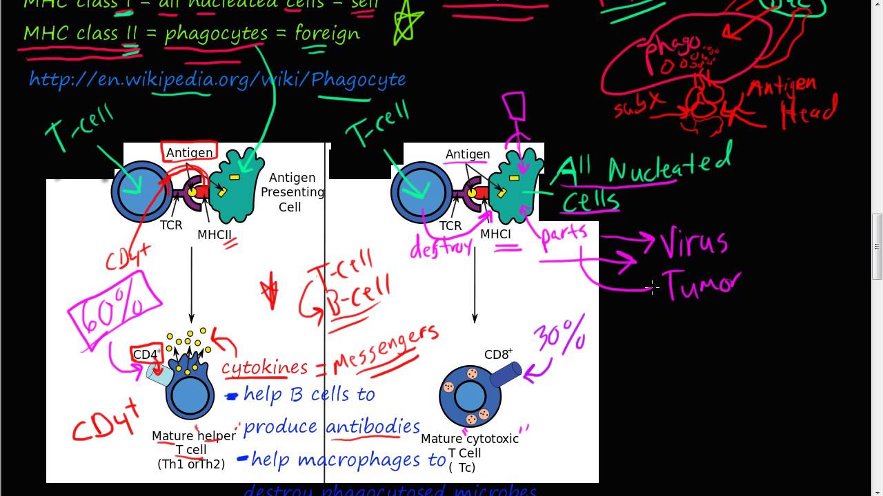 #70P - T-cell (part 2), Helper (CD4+) T-cell, Cytotoxic (CD8+) T-cell, MHC